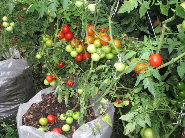  Lors de la plantation en pleine terre, il est conseillé d'utiliser un tonneau ou un sac en plastique