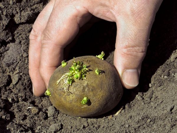  La période recommandée pour la plantation de pommes de terre à Bashkiria est la mi-mai.