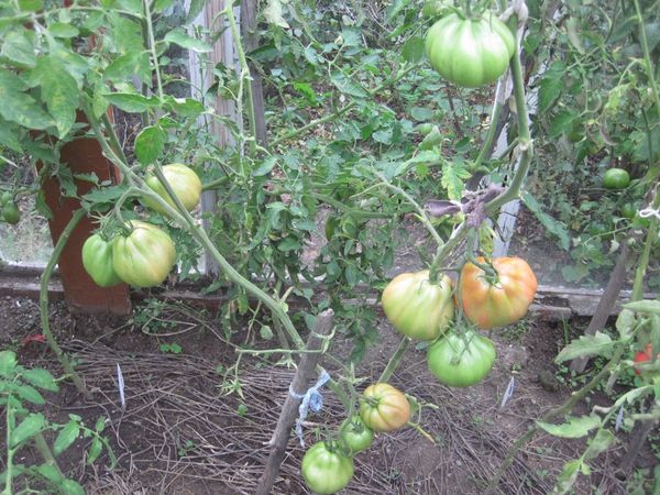  Il est nécessaire de former un buisson en 1 ou 2 tiges