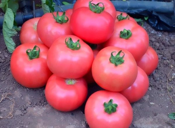  Tomate Grade Titan