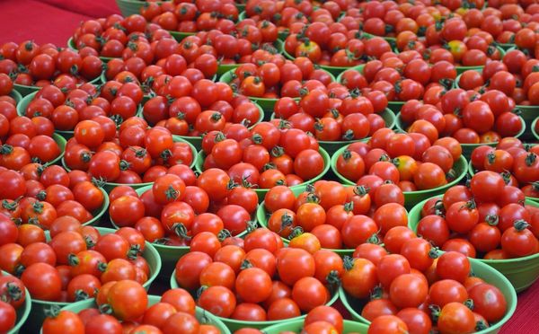  Le rendement moyen de la tomate Tolstoï est d'environ 5 kg pour 1 m².