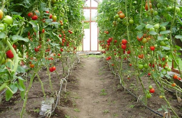  Quand elle est cultivée en serre, la formation doit être en 1-2 souches, dans la rue - dans un