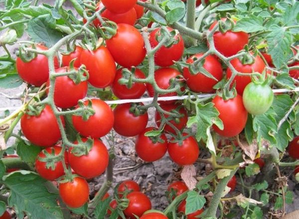  Pouce Variété De Tomate