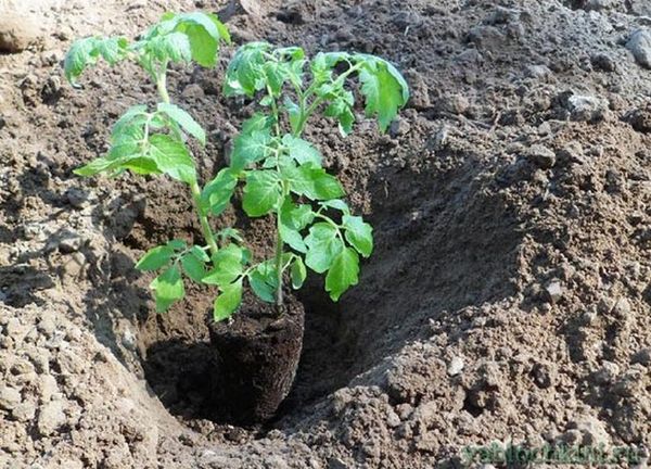  Planter des plants dans le sol produit par le régime 70h50 cm
