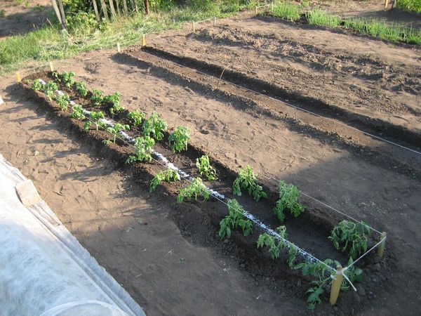  La plantation de semis dans le sol est faite en mai