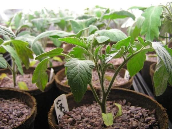  Tomate Léopold dans des pots de tourbe