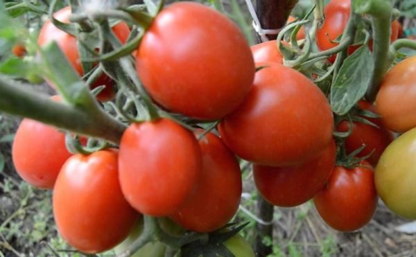  Variété précoce de Countryman à la tomate