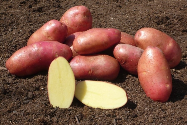  Description et caractéristiques des variétés de pommes de terre Red Fantasy, plantation et entretien