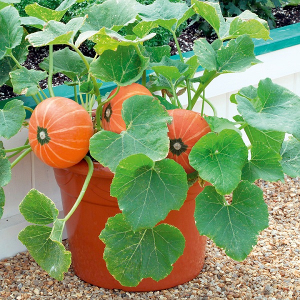  Planter des graines de citrouille dans un pot