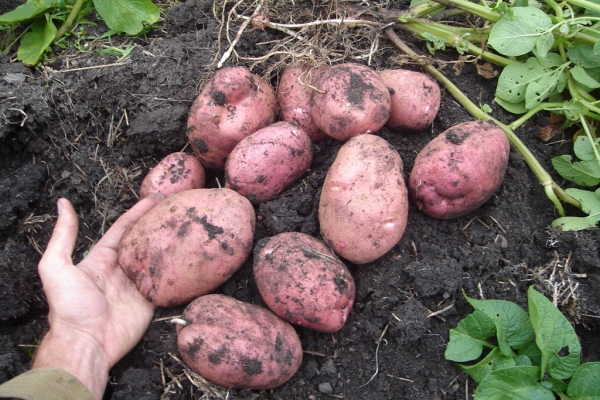 Les pommes de terre sont résistantes au mildiou, au cancer, à la gale, au nématode doré formant du cysto