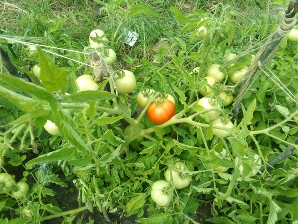  Transplantation de tomates en pleine terre