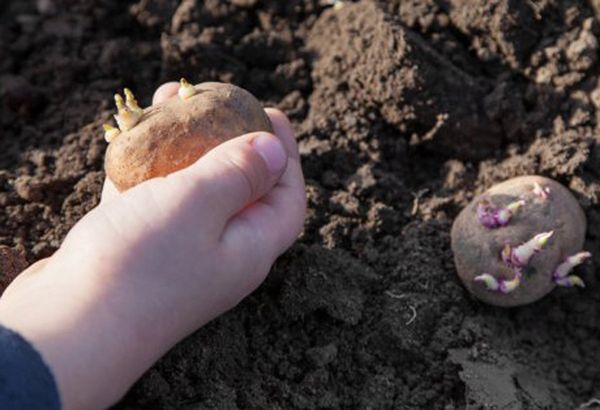  La plantation de pommes de terre peut commencer à une température d'environ +8 degrés