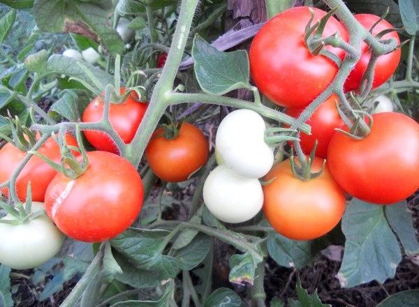  Variétés de tomates Yablonka Russie