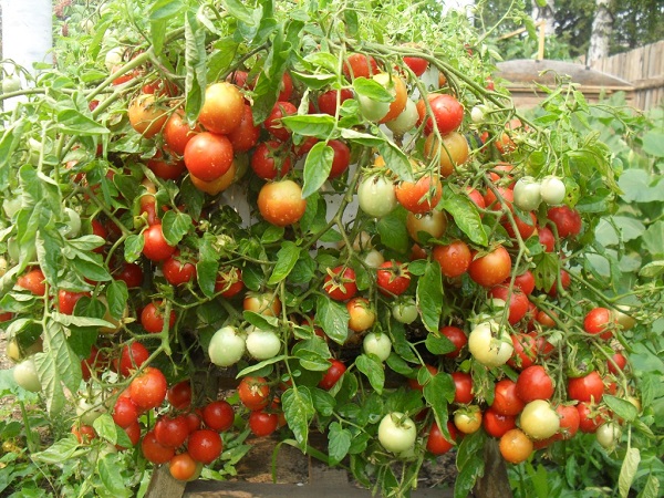  Les bienfaits des tomates