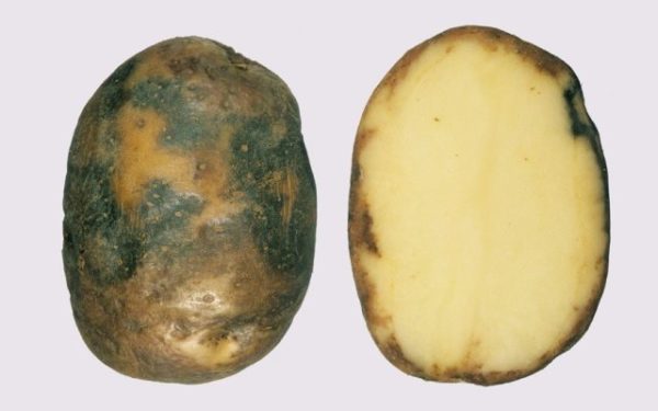  Maladie tubercule pomme de terre