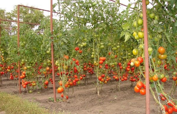 Les tomates pour tomates peuvent être fabriquées dans différents matériaux: métal, bois, tissu