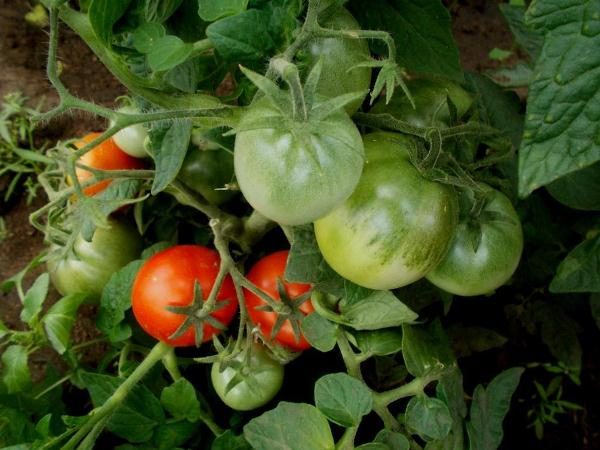  Vous pouvez obtenir jusqu'à 3 kg de tomates dans un buisson de quartiers de tomates.