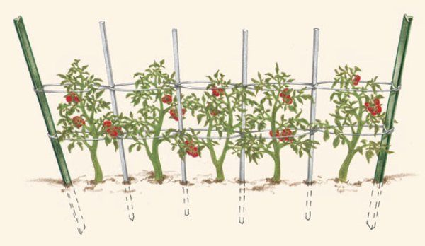  La conception du treillage pour les tomates