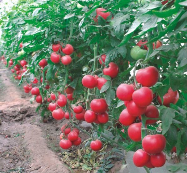  Le petit buisson de tomate pourpre à la tomate est capable d’apporter une récolte abondante.