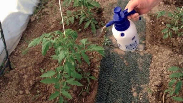 La pulvérisation de tomates doit être effectuée pour prévenir les maladies