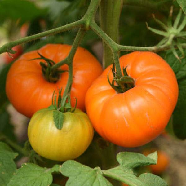  Tomate orange de l'Altaï