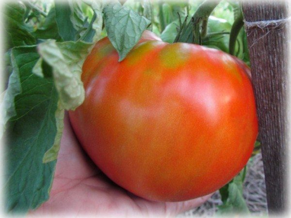  Tomate grade géant russe