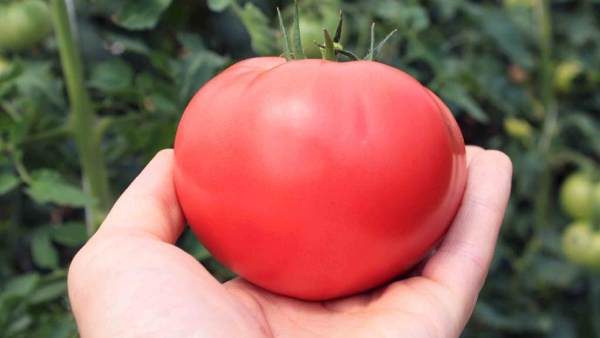  Variété de tomate géant ukrainien