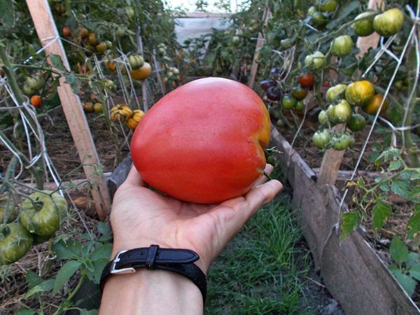  Les meilleures tomates à faible croissance
