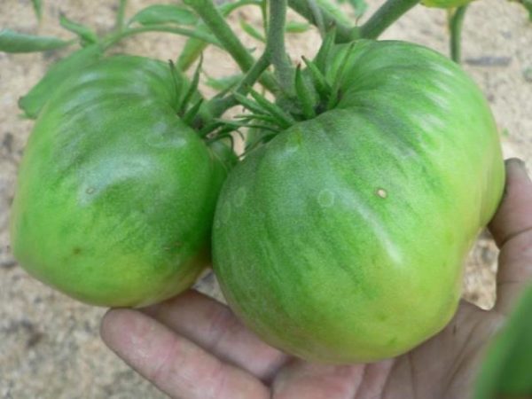  Chapeau plus de fruits verts de tomate monomakh