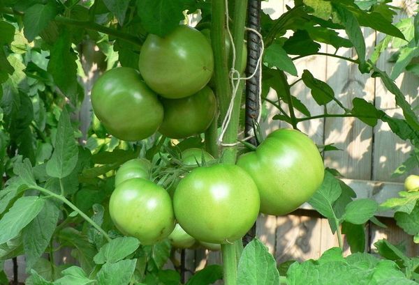  Pour une croissance réussie de la tomate, vous devez effectuer une alimentation supplémentaire correspondant à la période de croissance.