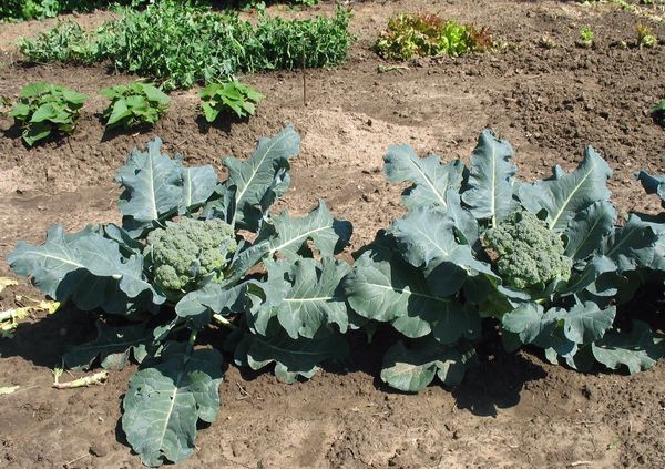  Cultiver du brocoli en pleine terre