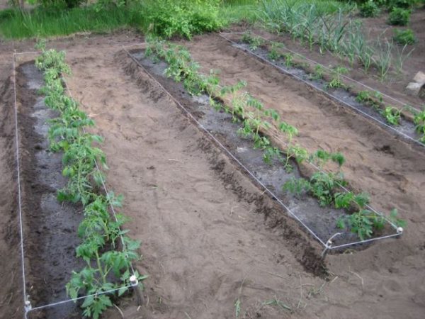  Lit de jardin Sugar Bison avec tomates