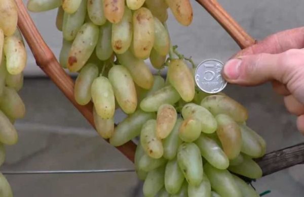  Les raisins de dame sont cultivés pour la consommation fraîche, ainsi que les matières premières pour la production de raisins secs de première qualité.