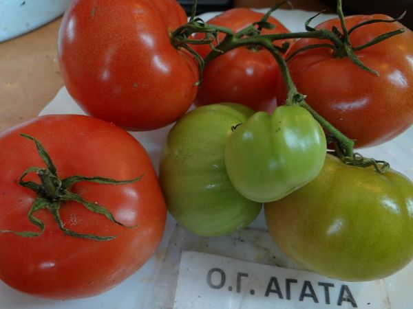  La plupart des jardiniers parlent positivement de la tomate Agata