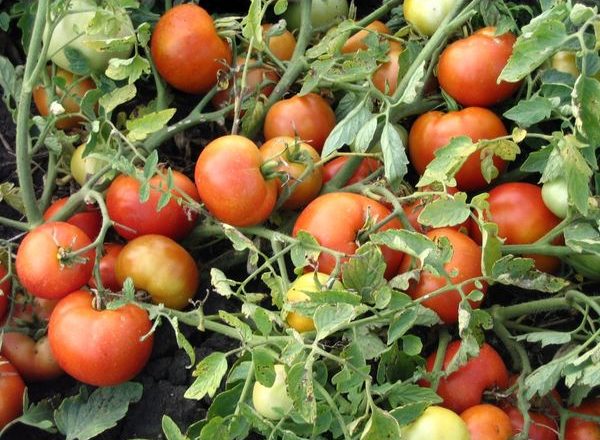  Variété de Tomate Agata