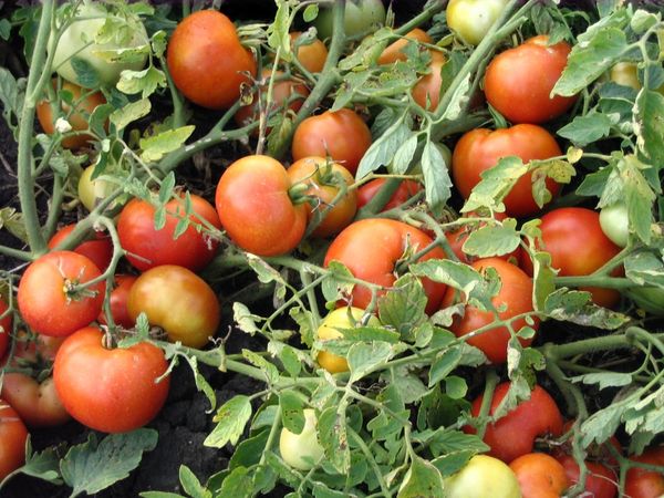  Variété de Tomate Agata