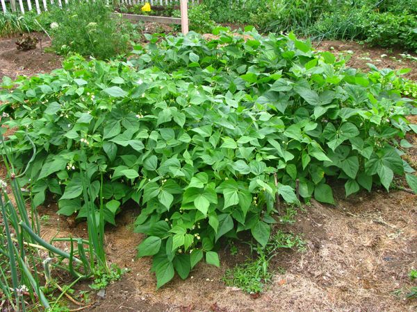  Les variétés de haricots pulvérisées doivent être semées dans le sol au début de juillet.