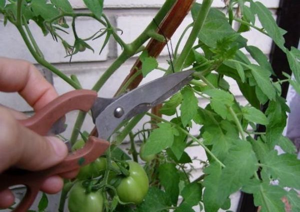 Enlèvement des feuilles de tomate