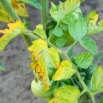  Fusarium se propage sur tomate à partir des feuilles inférieures