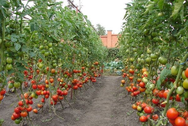  Tomates hautes pour terrain ouvert