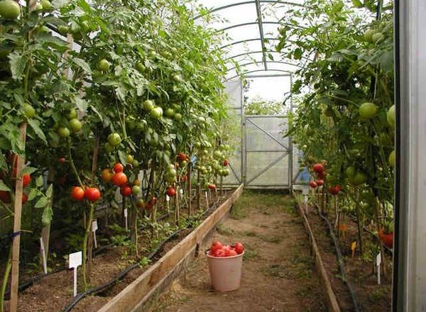  Variétés de tomates de serre