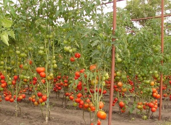  Tomates pour un terrain découvert en Biélorussie