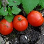  Tomates adaptées à la région de Léningrad