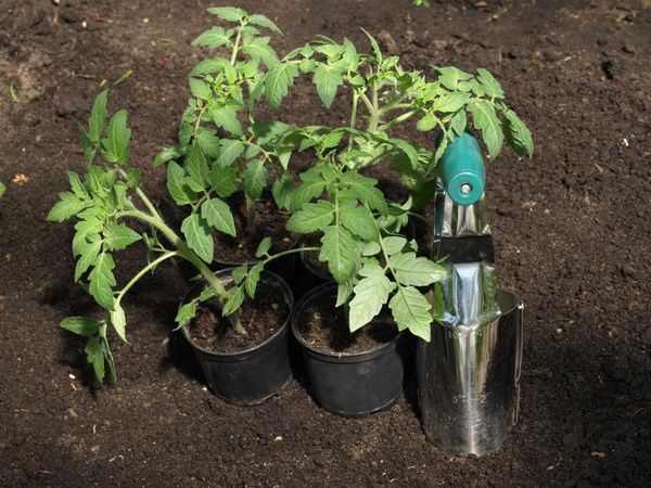  La plantation de plants de tomates en serre est faite à l'âge de 55-60 jours