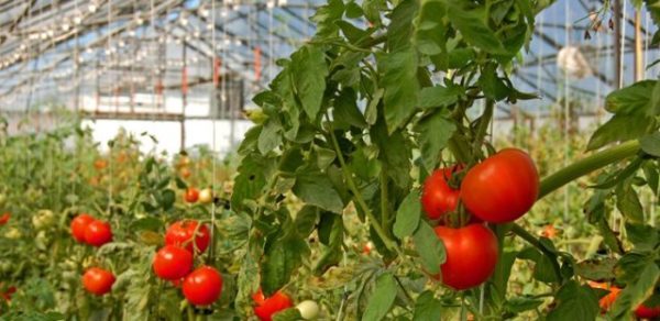  Cultiver un chapeau de tomate monomakh en milieu industriel