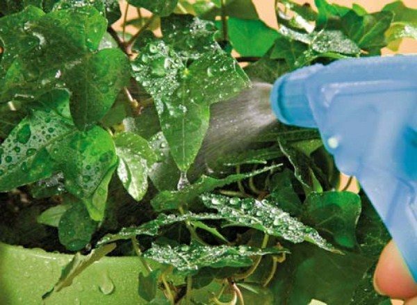  La pulvérisation de phytosporine dans les plantes d'intérieur aidera à éliminer la microflore dangereuse et à augmenter l'immunité des plantes.