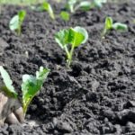  Planter des plants de chou en pleine terre