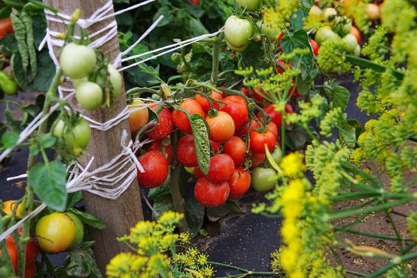  Planter des tomates en pleine terre