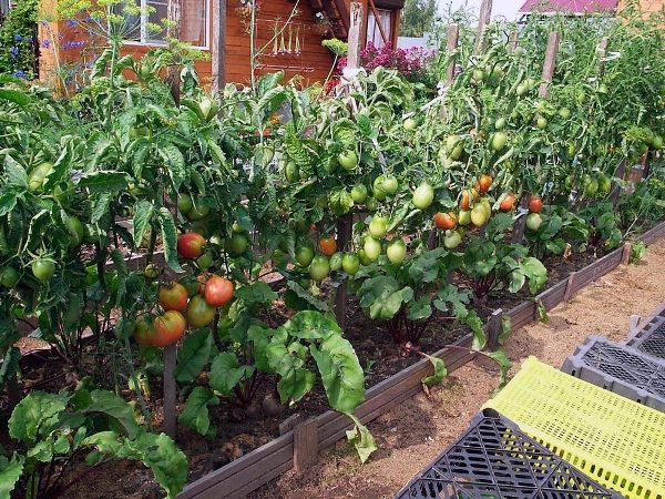  Vous obtiendrez une bonne récolte de tomates uniquement avec des soins appropriés et opportuns.