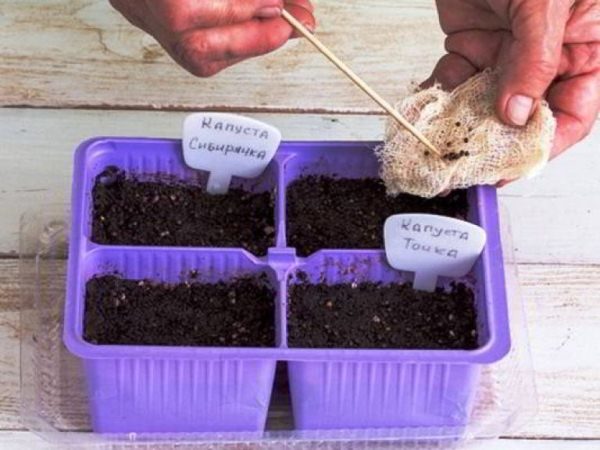  Planter des graines de chou pour les semis